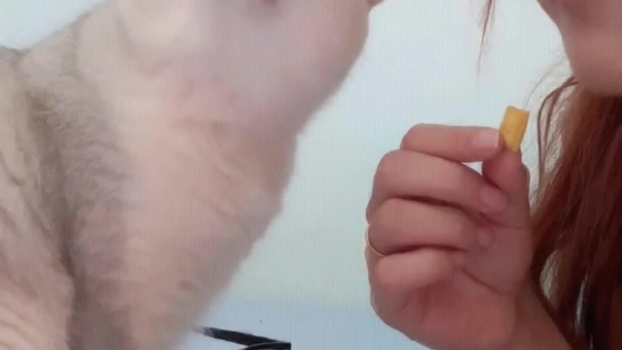 Cat: Eat quickly, I'll dub for you.