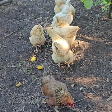 OMC! Brownie is a little old chicken in a world of Orpingtons!❤️❤️🐔#Brownie #chickens #shorts #flock