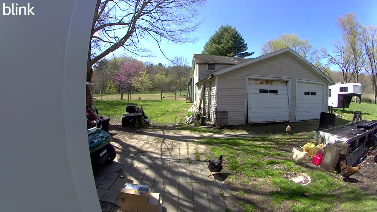 Chickens Greet Amazon Delivery Driver