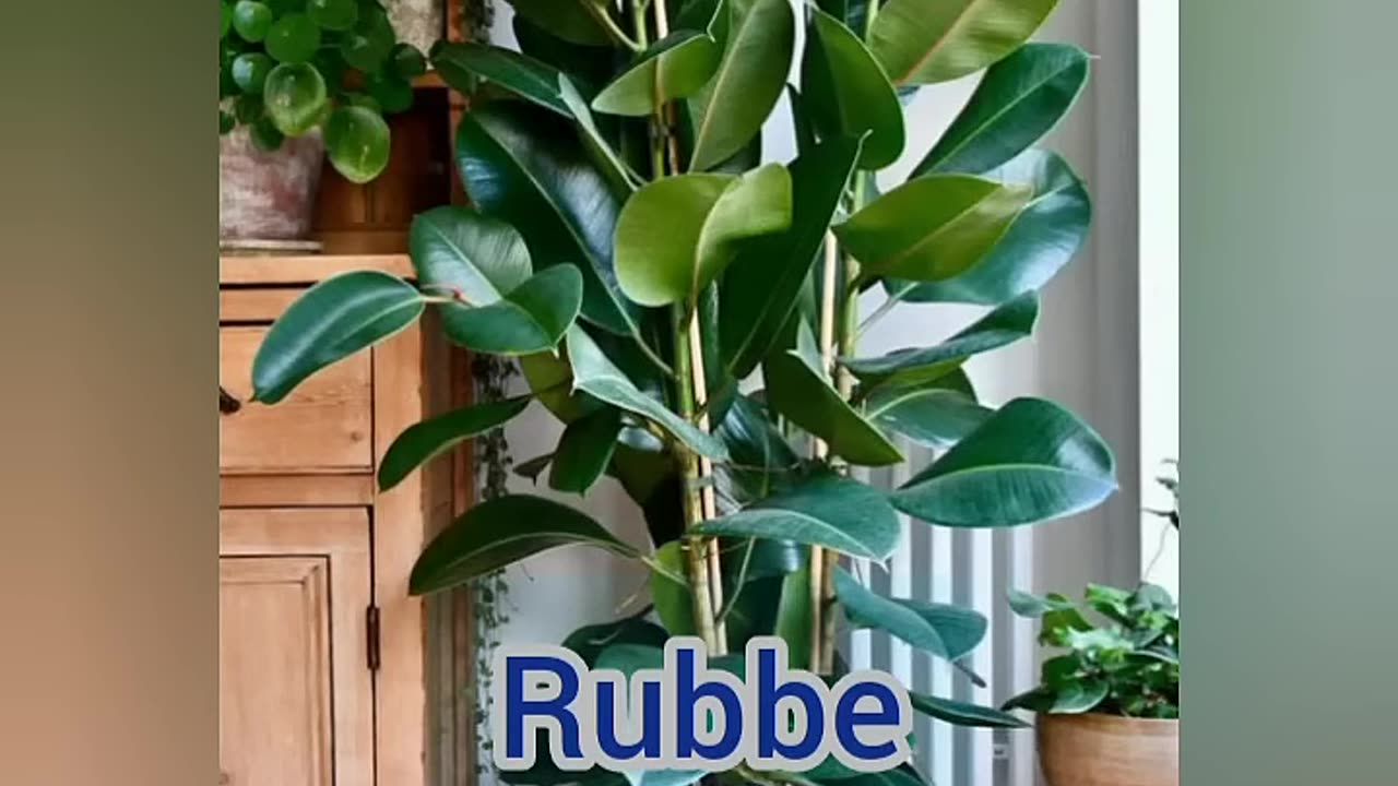 Top 10 Best Indoor Plants For Home #shorts #dreamful world.