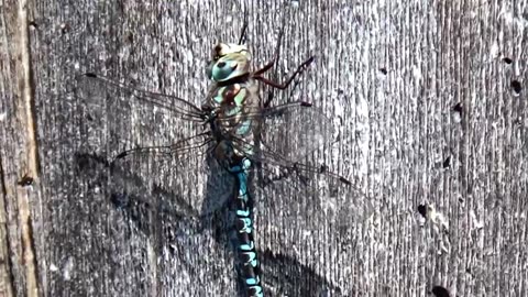 Dragonfly