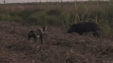 Dogs vs Feral Wild Hogs. Cane Corso catches Big Boar in open field