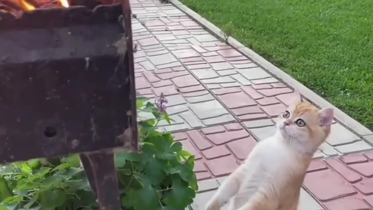 Hilarious Cat Walking Compilation – Funny Feline Struts! 🐈😹#16