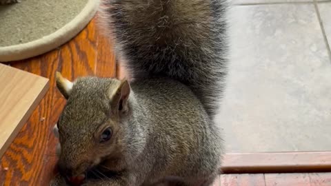 Super Smart Squirrel and Friendly Cat