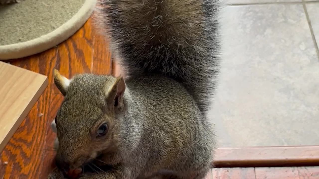 Super Smart Squirrel and Friendly Cat