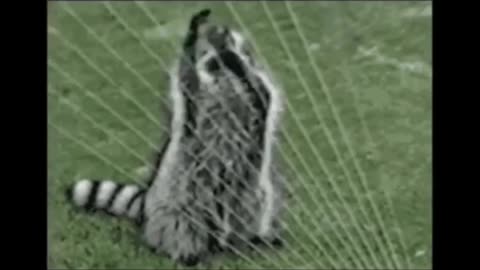 Cute funny animals moment.