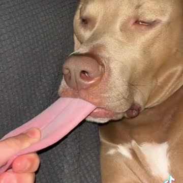 Look the dog having a good dream | Funny animals