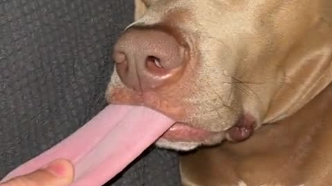 Look the dog having a good dream | Funny animals
