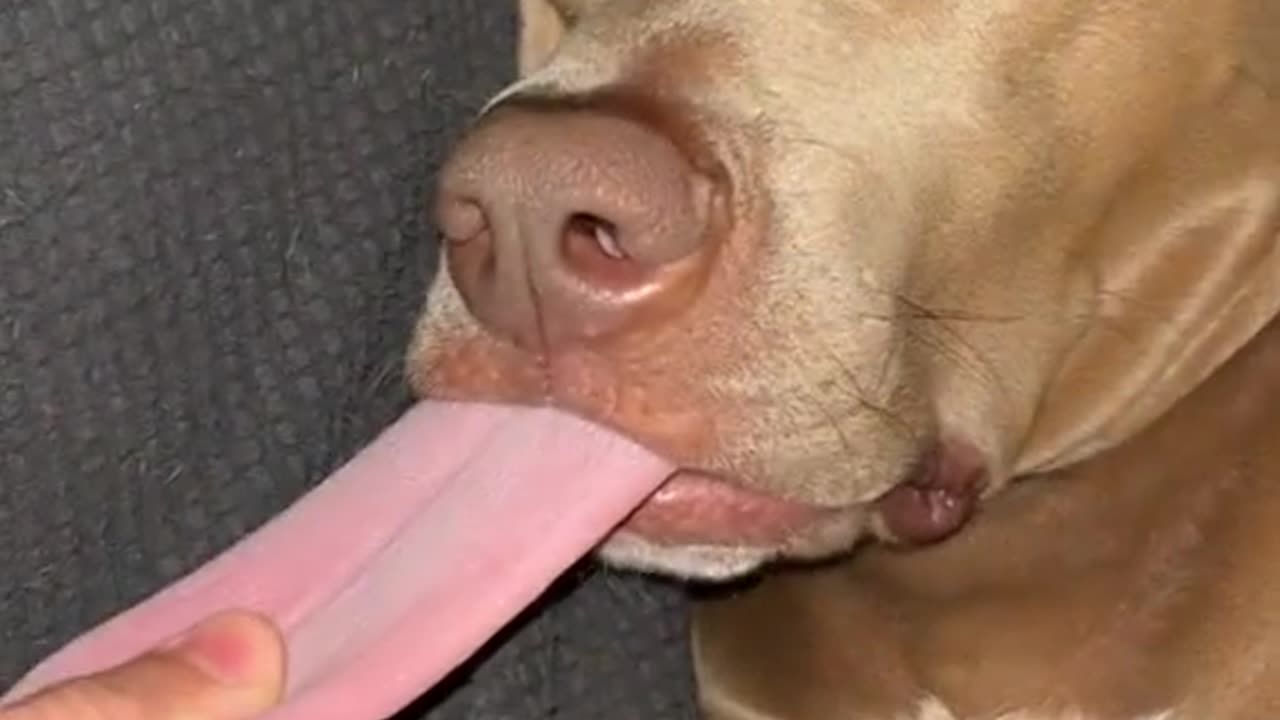 Look the dog having a good dream | Funny animals