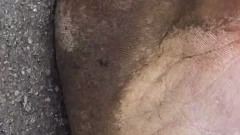 Raptor Feet