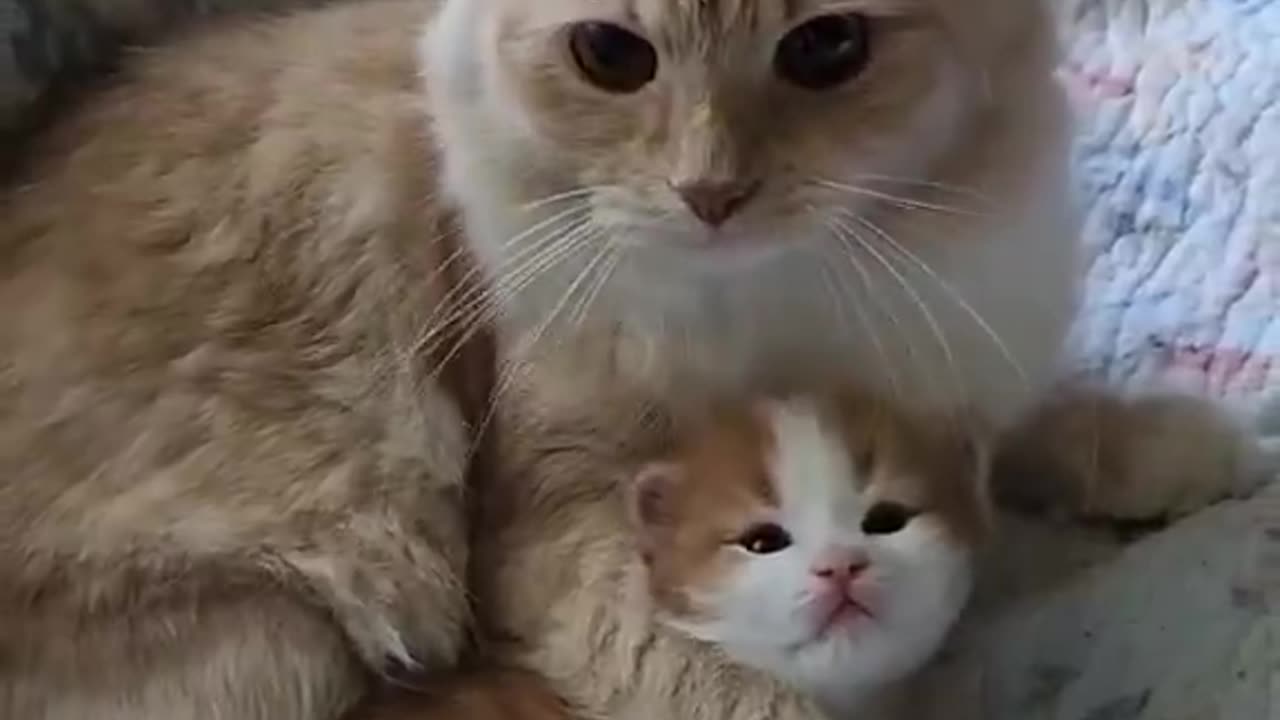 Cute mama cat and her kitten 😻🥰