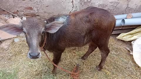 Mange | Buffalo calf | Mange treatment