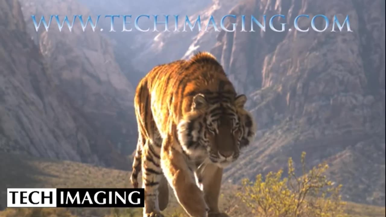 High Speed Camera Video - Tiger