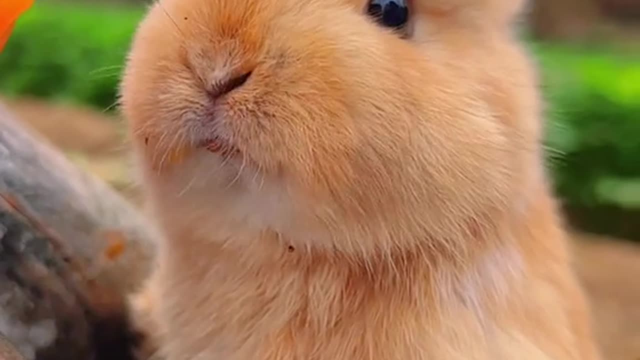 Rabbit funny moment