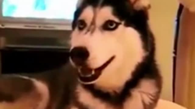 Funny and amazing dogs talking video 2023