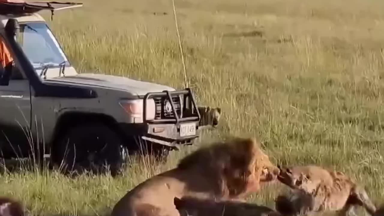 Lion king attacked by 30 hyenas!! See fight who wins