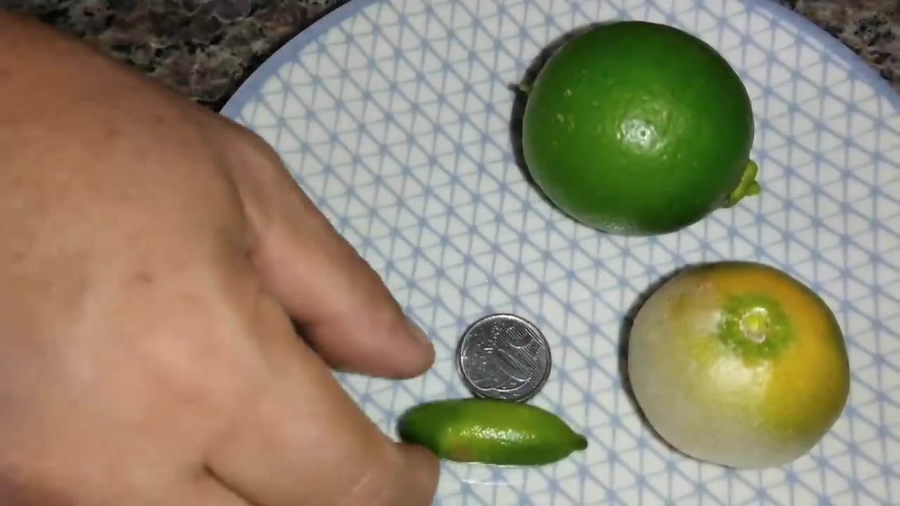 Experimentando o Limão Caviar