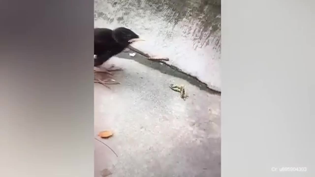 When animal is more fun than usual