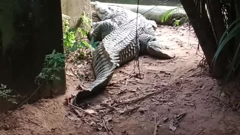 Crocodile