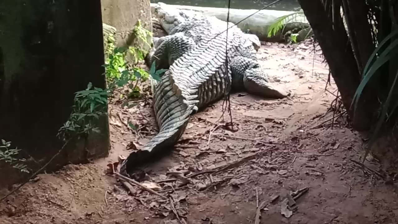 Crocodile