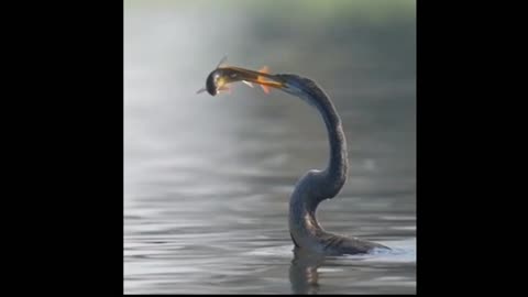 Water Turkey Or Anhinga Hunting A Fish