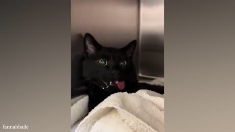 funny cats