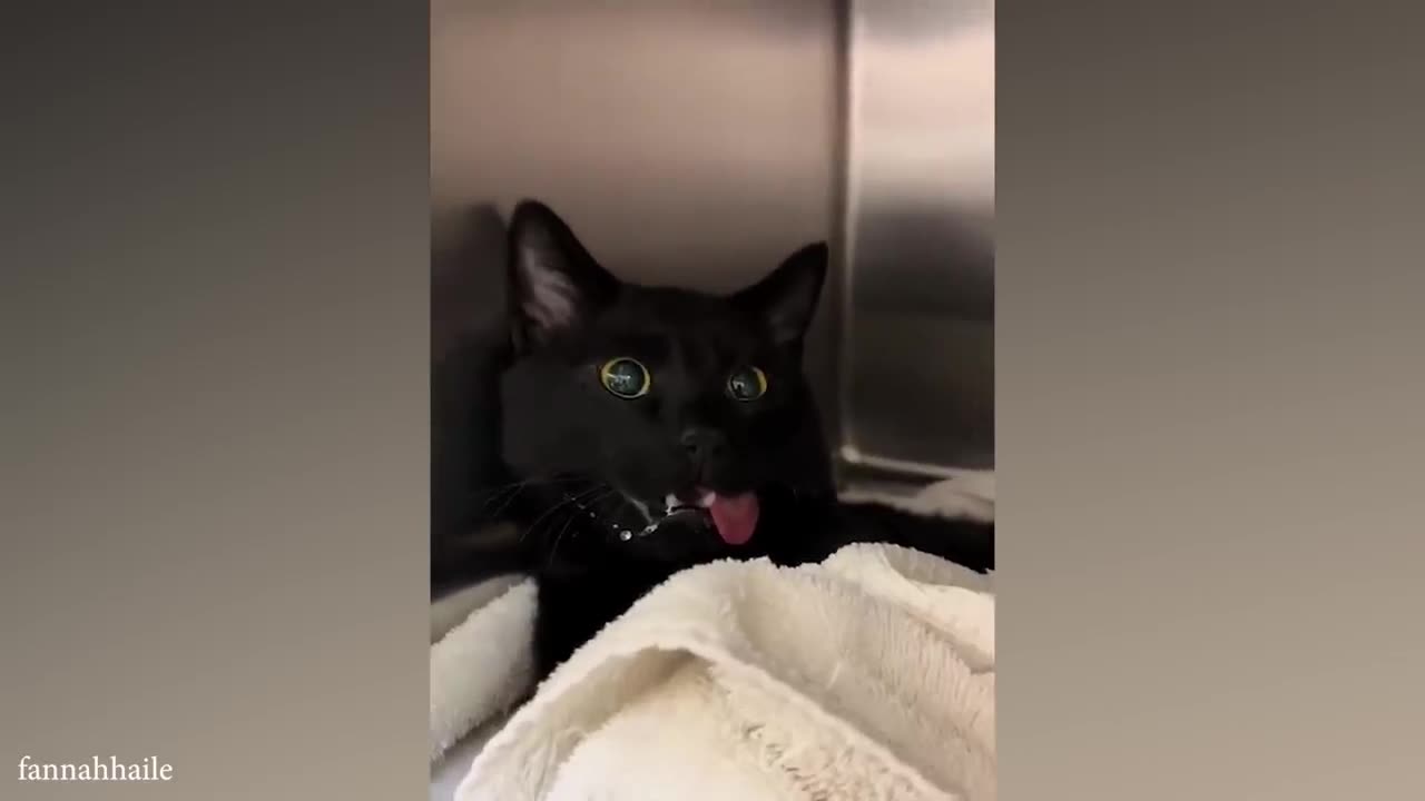 funny cats