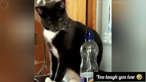 Funny Animal Videos 😂 Try Not to Laugh PART 16