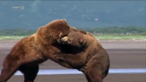Serious confrontation of male Alaska Brown Bears in 'Grizzly Man' (2005)