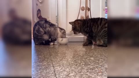 FUNNY CATS 2