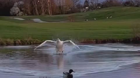 Wonderful landing for swans