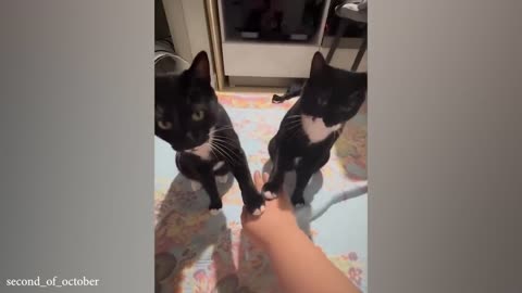 funny cats