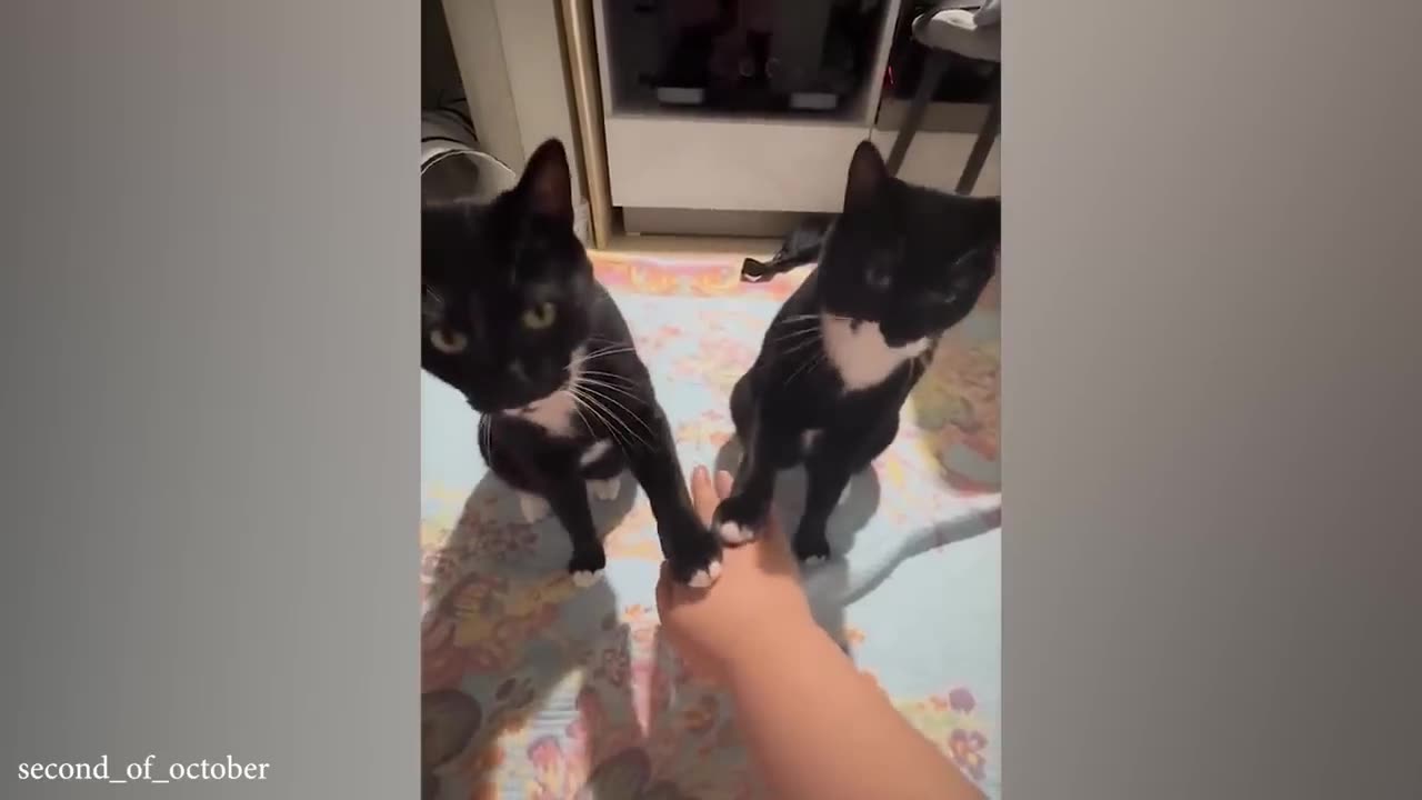 funny cats