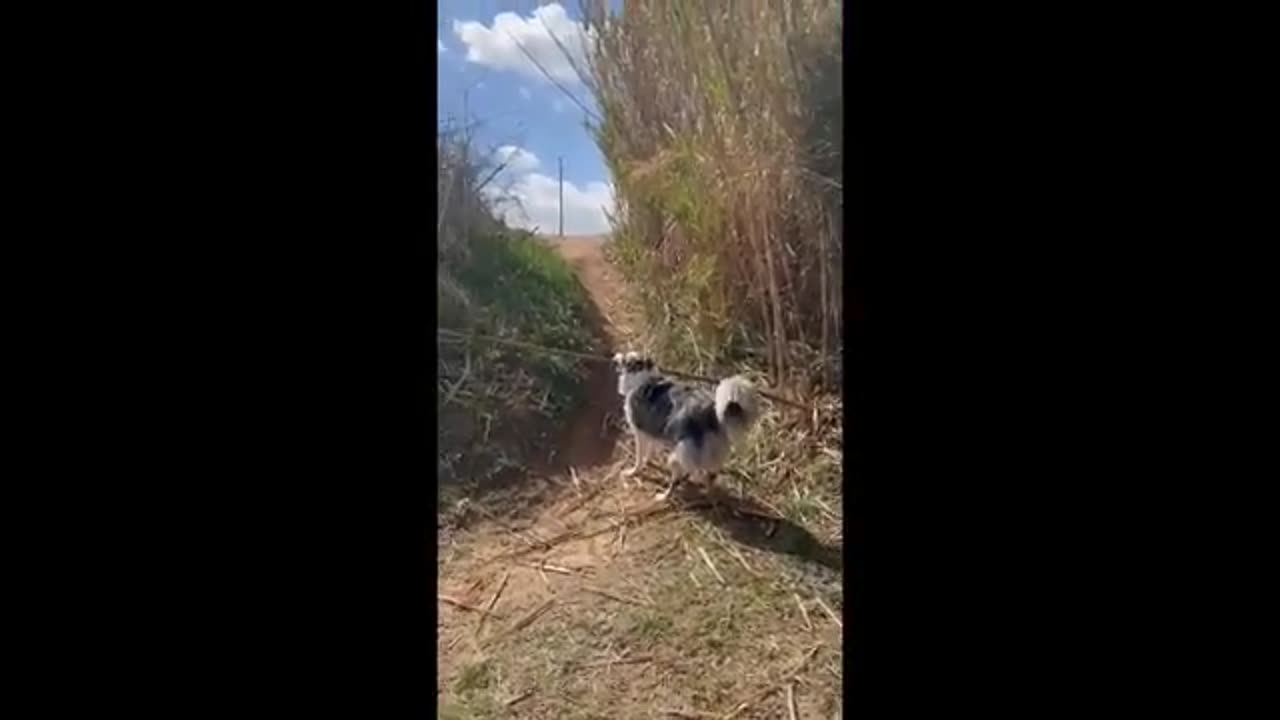 Funniest Cats And Dogs Videos 😁 - Best Funny Animal Videos