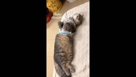 Cute Animals Doing Funny Things