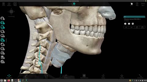 Plexo cervical - nervo frênico