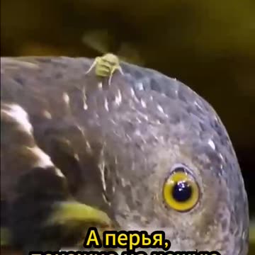 Honey buzzard does good work 😊