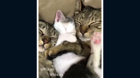 funny cat compilation
