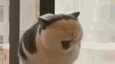 Cute Cat Gif