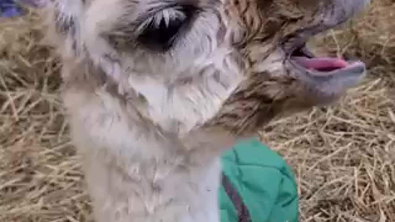 Newborn Baby Lama~ She's about five hours old in this video