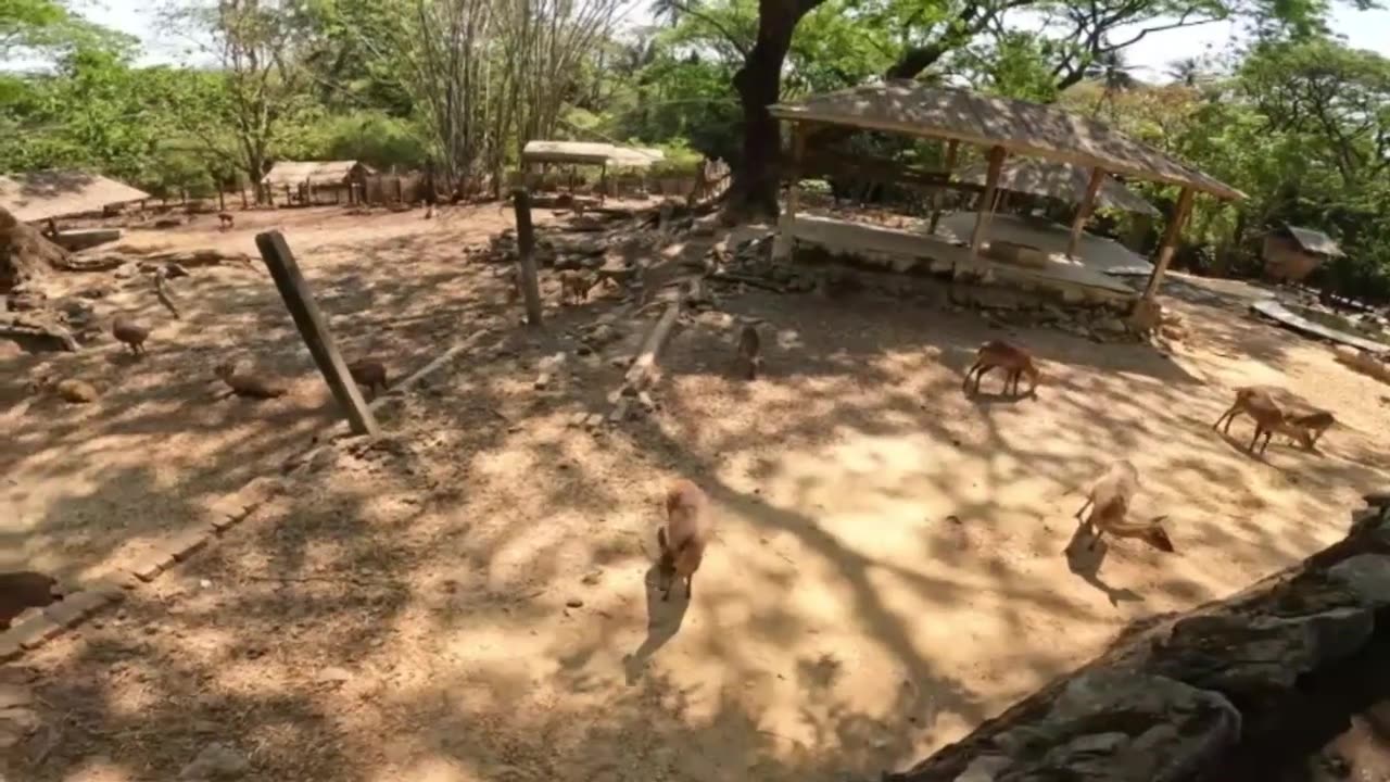 Yangon Zoo, Myanmar