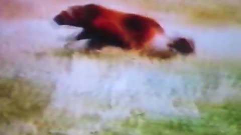 incredible wolverine attacks cougar