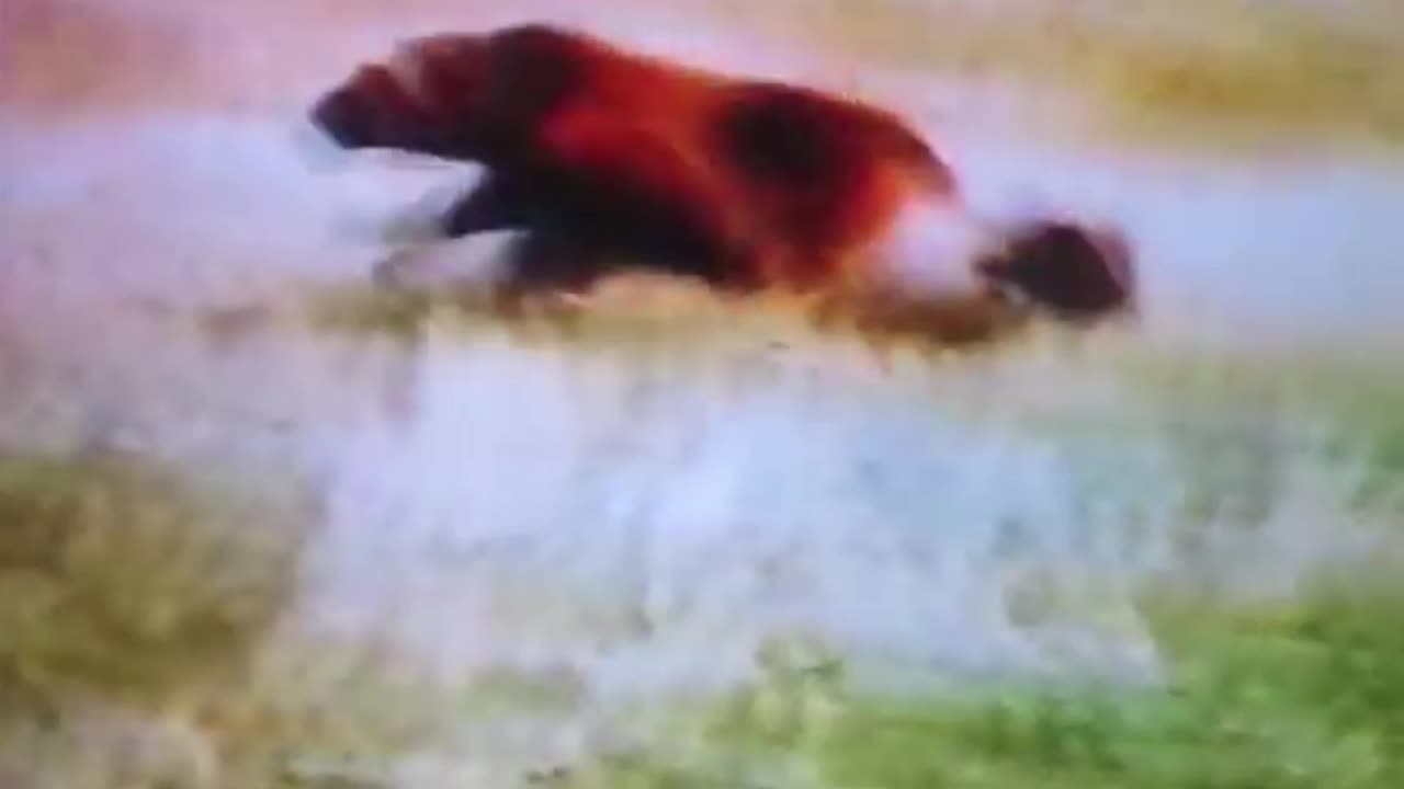 incredible wolverine attacks cougar