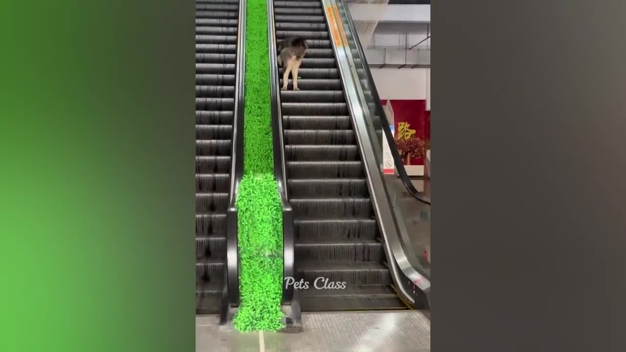 Funny Animals :)
