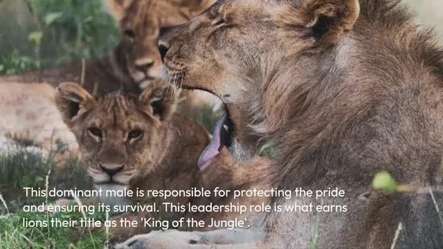 Why Lions Are Called The 'Kings Of The Jungle'