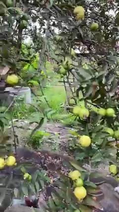 Harvert behind the house