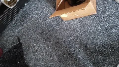 Rocket playing with toys