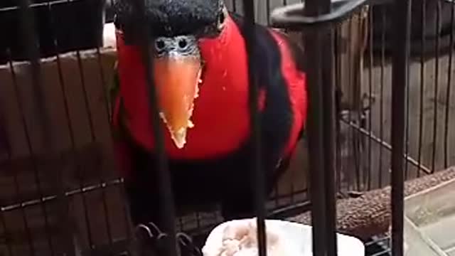 FUNNY ANIMAL BIRD, KAKA TUA BIRD EATING BUBUR SUN 🤣