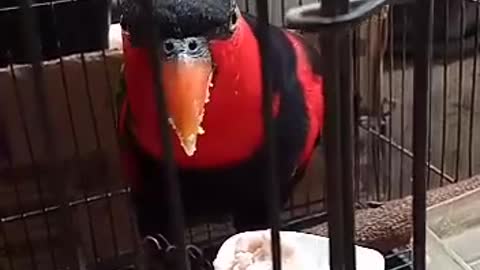 FUNNY ANIMAL BIRD, KAKA TUA BIRD EATING BUBUR SUN 🤣