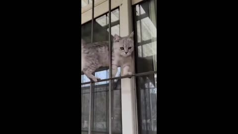 Funny cat videos #cat #funnycat